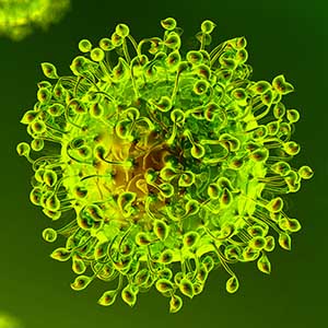 Coronavirus / COVID-19 Coronavirus / COVID-19