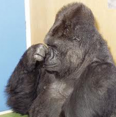 Gorilla plugging there nose