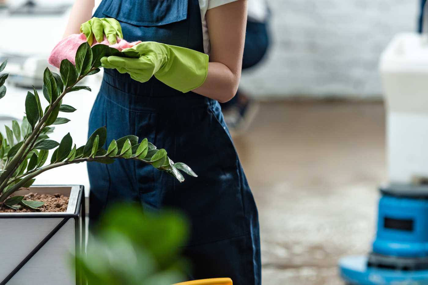Professional Cleaner Wiping Down An Artificial Plant
